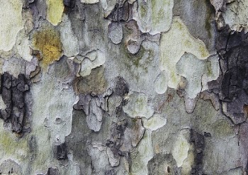Abstract tree bark texture background, | Free Photo - rawpixel