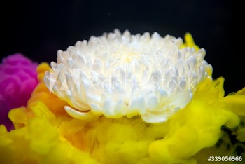 Abstract yellow color drop to the water flower shape