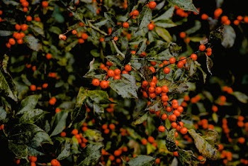 Abundant Cherries On A Tree
