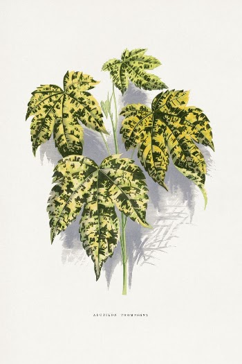 Abutilon Thompsoni leaf illustration from Les | Free Photo Illustration - rawpixel