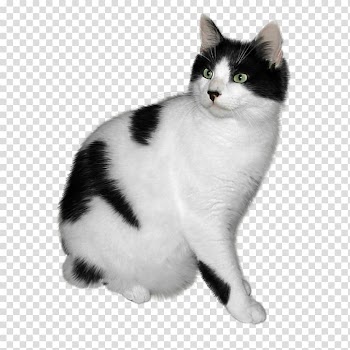 Abyssinian Kitten Black cat , Color kitten transparent background PNG clipart