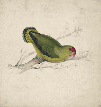 Abyssinian Parrakeet (1832) print in high | Free Photo - rawpixel