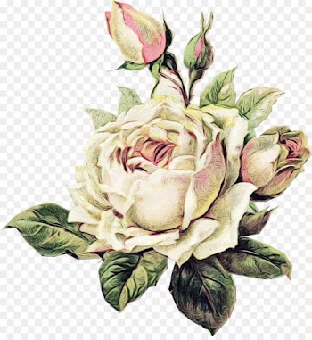 Abziehtattoo, Tattoo, Rose, Flower, Garden Roses PNG