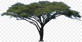 Acacia African Trees Clip art - oak 