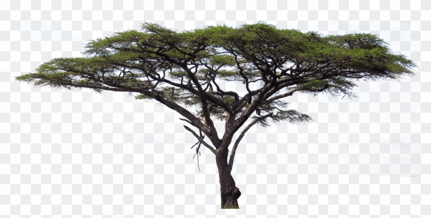 Acacia Cartoon Tree Stock Vector - Trees On The Serengeti
