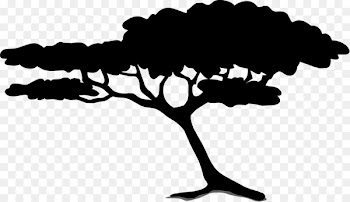 Acacia Clip art Tree Black locust Portable Network Graphics -  