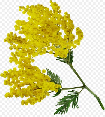 Acacia dealbata Portable Network Graphics Flower Clip art -  