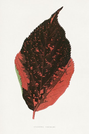 Acalypha Tricolor leaf illustration from Les | Free Photo Illustration - rawpixel