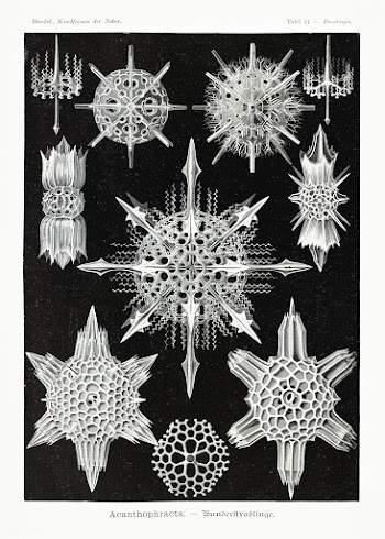 Acanthophracta&ndash;Wunderstrahlinge from Kunstformen der Natur (1904.. | Free public domain illustration - 2271141