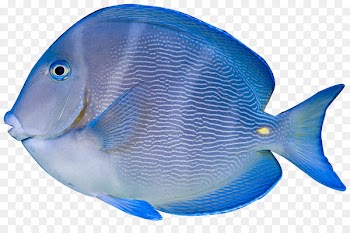 Acanthurus coeruleus Acanthurus nigrofuscus Acanthurus leucosternon Tropical fish Clip art - Blue tropical fish 