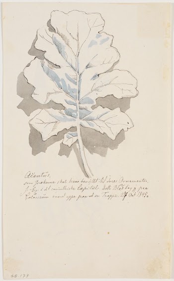 Acanthus leaf by Johan Thomas | Free Photo - rawpixel