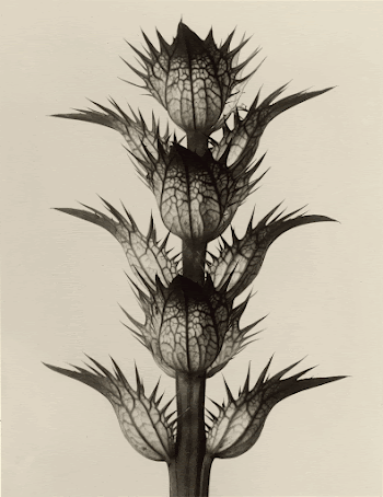 Acanthus mollis; Karl Blossfeldt (German, | Free Photo - rawpixel