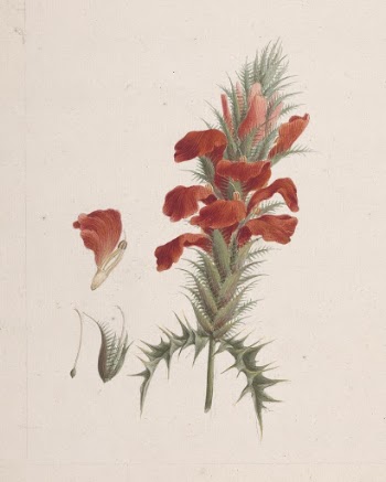 Acanthus Sennii  Chiov. : | Free Photo - rawpixel
