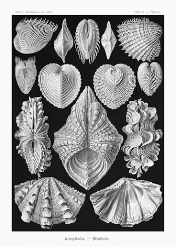 Acephala&ndash;Muscheln from Kunstformen der Natur (1904) by Ernst Hae.. | Free public domain illustration - 2266327