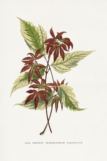 Acer Negundo Fraxinifolium Variegatum leaf | Free Photo Illustration - rawpixel