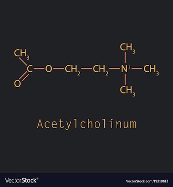 Acetylcholine is an organic chemical that vector image