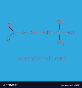 Acetylcholine is an organic chemical that vector image