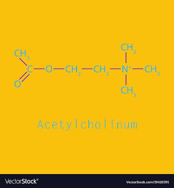 Acetylcholine is an organic chemical that vector image
