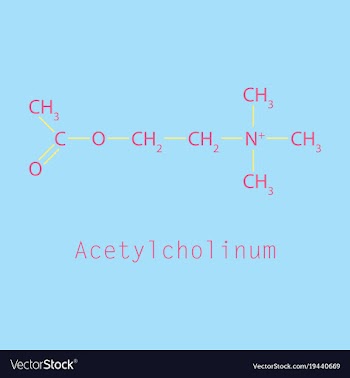 Acetylcholine is an organic chemical that vector image
