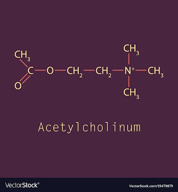 Acetylcholine is an organic chemical that vector image