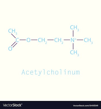 Acetylcholine is an organic chemical that vector image