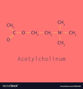 Acetylcholine is an organic chemical that vector image