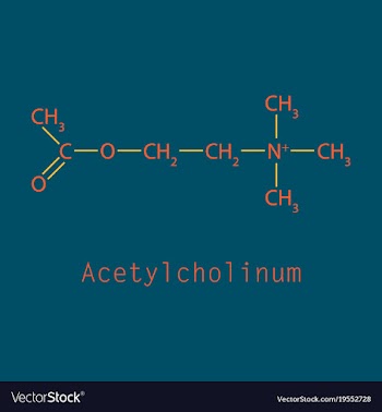 Acetylcholine is an organic chemical that vector image