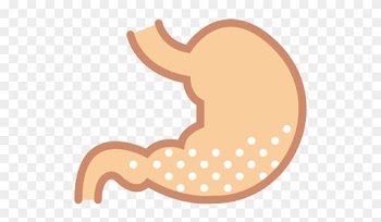 Acid, Medical, Body Parts, Anatomy, Organ, Stomach - Stomach Png Cartoon