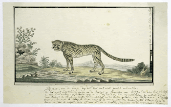 Acinonyx jubatus (Cheetah) (1777&ndash;1786) painting | Free Photo - rawpixel