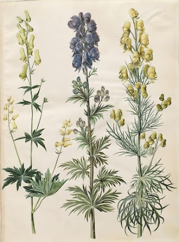 Aconitum lycoctonum (Nordic storm hat);Aconitum | Free Photo - rawpixel