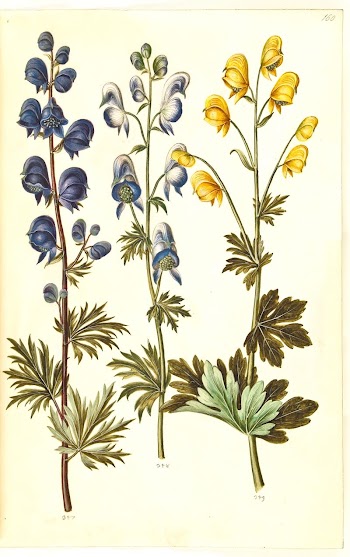 Aconitum napellus (?) (true storm | Free Photo - rawpixel