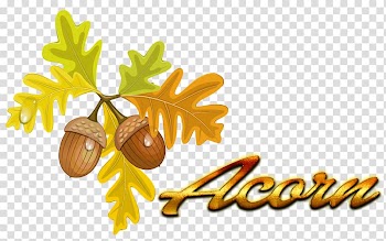 Acorn Autumn leaf color Quercus cerris , acorn transparent background PNG clipart