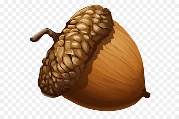 Acorn Clip art - Acorn PNG Clipart Picture 