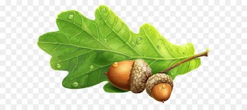 Acorn Clip art - Acorns PNG Clipart Picture 