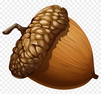 Acorn Clipart 1 Nice Clip Art - Acorn Png