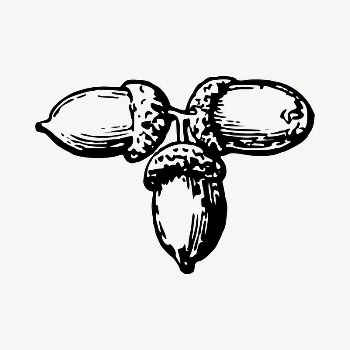 Acorn clipart, vintage hand drawn | Free Vector - rawpixel