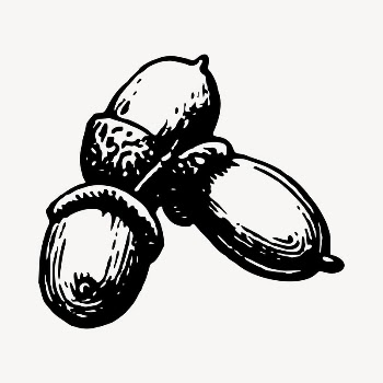 Acorn clipart, vintage hand drawn | Free Vector - rawpixel