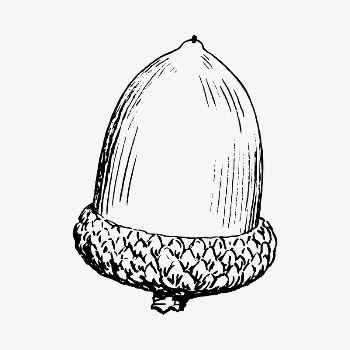 Acorn clipart, vintage hand drawn | Free Vector - rawpixel