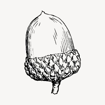 Acorn clipart, vintage hand drawn | Free Vector - rawpixel
