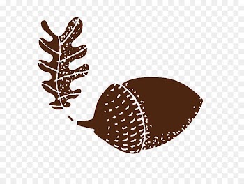 Acorn Drawing Bellota-bellota Mismomundi Book - acorn 