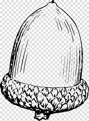 Acorn Drawing Line art, oak transparent background PNG clipart