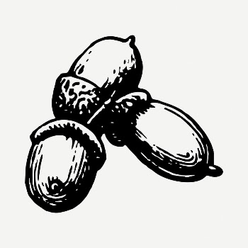 Acorn drawing, vintage illustration psd. | Free PSD - rawpixel