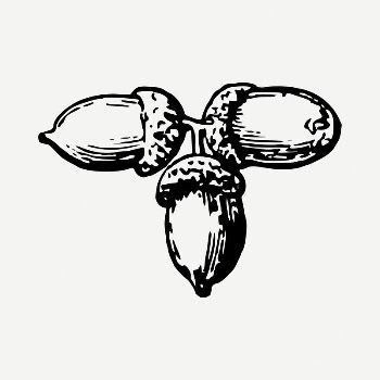 Acorn drawing, vintage illustration psd. | Free PSD - rawpixel