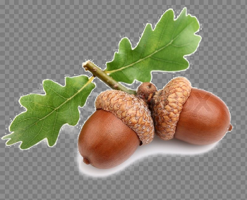 Acorn Free PNG Image