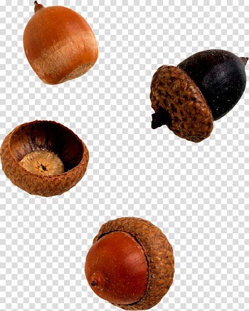 Acorn Leaf , acorn transparent background PNG clipart