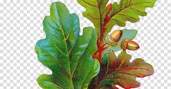 Acorn Leaf Botanical illustration English oak , Oak leaf transparent background PNG clipart