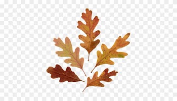 Acorn Leaf Drawing Download - Oak Leaves