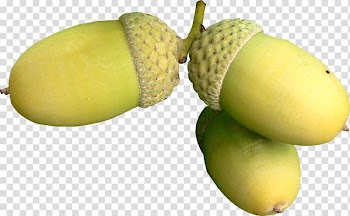 Acorn Oak Auglis , acorn transparent background PNG clipart