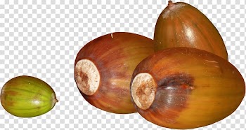 Acorn Oak Autumn Food , acorn transparent background PNG clipart