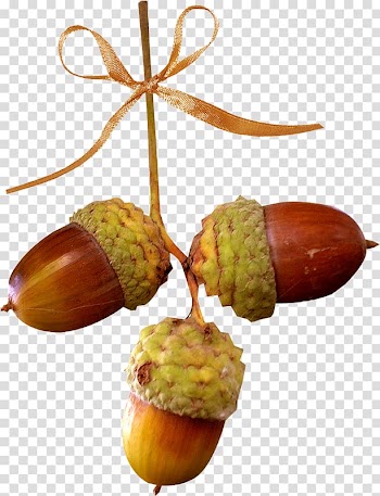 Acorn Oak Chestnut Autumn, acorn transparent background PNG clipart